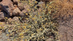 Centaurea onopordifolia