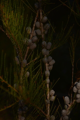 Allocasuarina diminuta diminuta