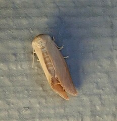 Apoda y-inversa