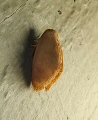 Apoda y-inversa