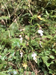 Calanthe arcuata