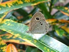 Ypthima philomela