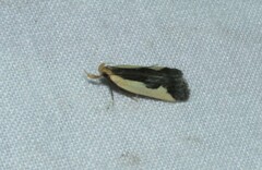 Dichomeris inserrata