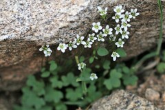 Saxifraga debilis