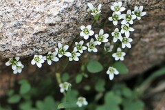 Saxifraga debilis