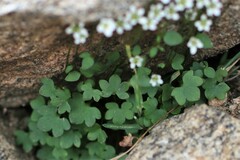 Saxifraga debilis