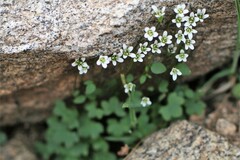 Saxifraga debilis