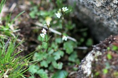 Saxifraga debilis