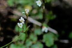 Saxifraga debilis