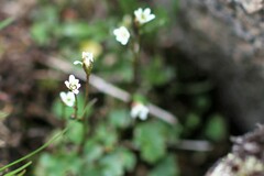 Saxifraga debilis