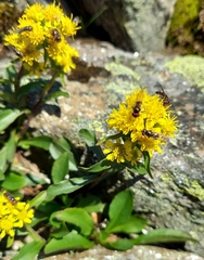 Solidago leiocarpa