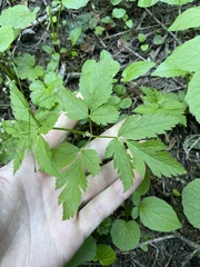 Osmorhiza purpurea