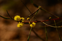 Acacia gladiiformis