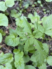 Osmorhiza purpurea