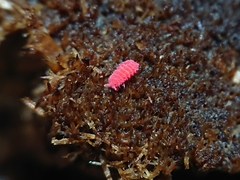 Bilobella
