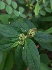 Euphorbia hirta