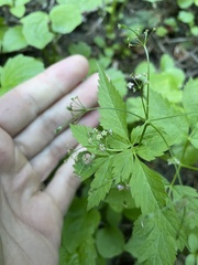 Osmorhiza purpurea