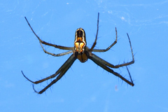 Mecynogea lemniscata