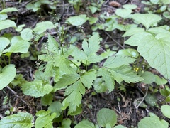 Osmorhiza purpurea