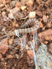 Scolopendrinae
