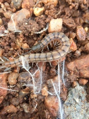 Scolopendrinae