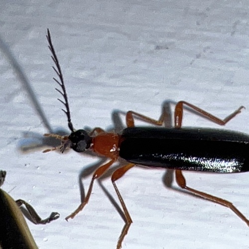 Canada Fire-colored Beetle photo 6