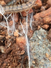 Scolopendrinae
