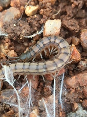 Scolopendrinae