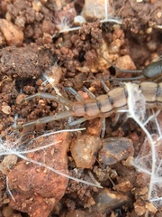 Scolopendrinae