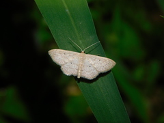 Scopula parodites