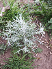 Senecio viravira