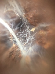 Fungi