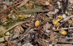 Vibrissea truncorum