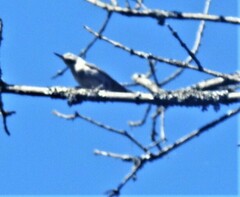 Sitta carolinensis
