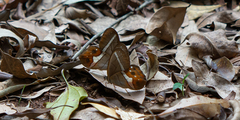 Pierella nereis