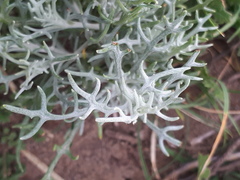 Senecio viravira