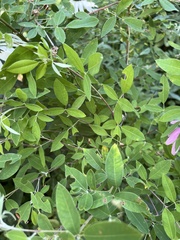Lespedeza thunbergii