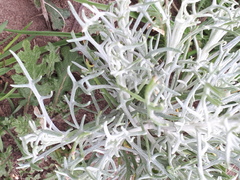 Senecio viravira