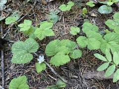 Rubus lasiococcus