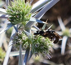 Exoneuridia libanensis