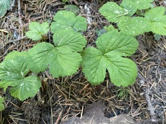 Rubus lasiococcus