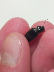 Strongylium terminatum