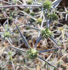 Exoneuridia libanensis