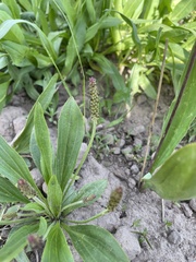 Plantago tweedyi