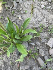 Plantago tweedyi
