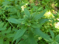 Asphondylia rosulata