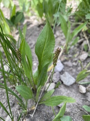 Plantago tweedyi