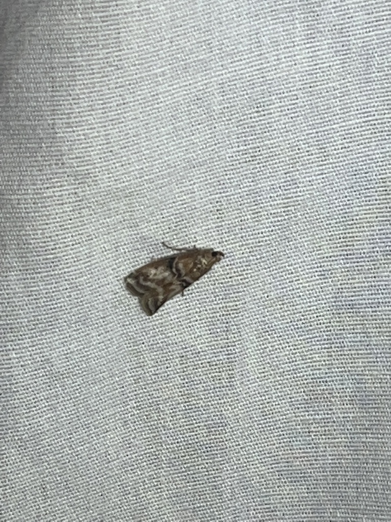 Sciota from Holford Rd, Garland, TX, US on July 23, 2022 at 0956 PM by