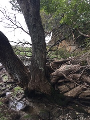 Arthonia nigrocincta