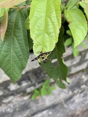 Syntomoides imaon